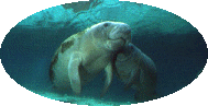Loading Save the Sea Cows Banner