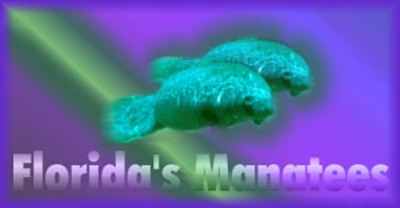 Loading Florida Manatees Banner